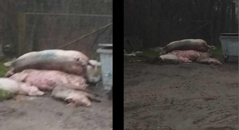 Kész horror: bűzlenek a tetemek egy vasi faluban, döglött disznókat dobtak egy kuka mellé
