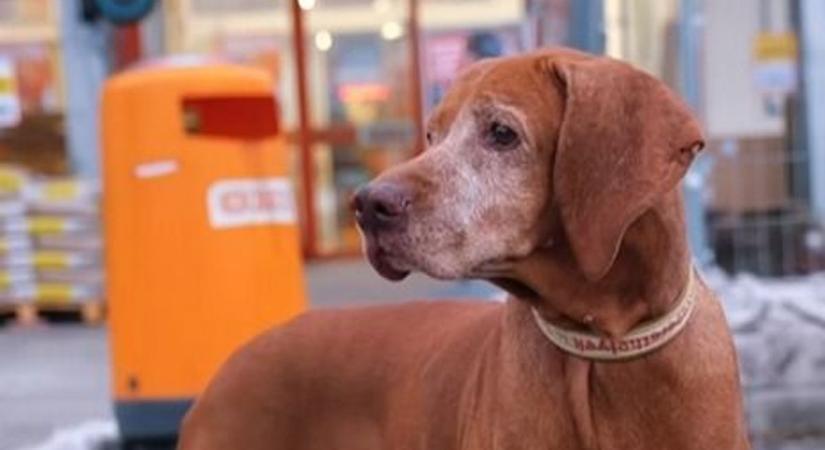 Az OBI áruházak Magyarországon már hivatalosan is kutyabarát helyek (videó)