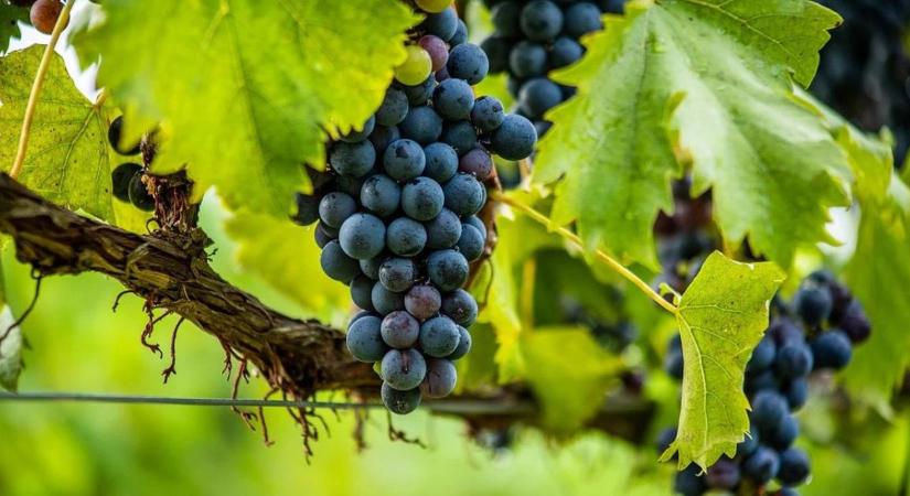 Támogatásokkal erősítik a szőlő- és borágazat jövőjét