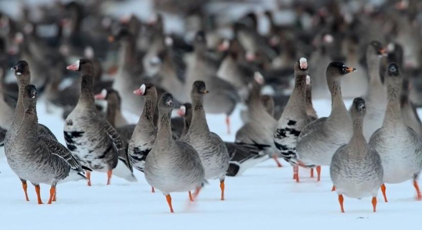 Az evolúció csodái a Tatára érkező tízezrek - így élik át mezítláb a telet