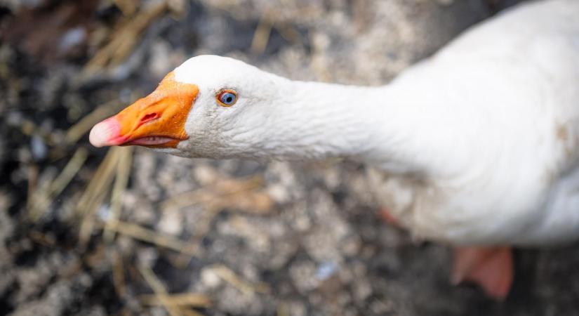 Most egy tiszaföldvári lúdtelepen jelent meg a madárinfluenza