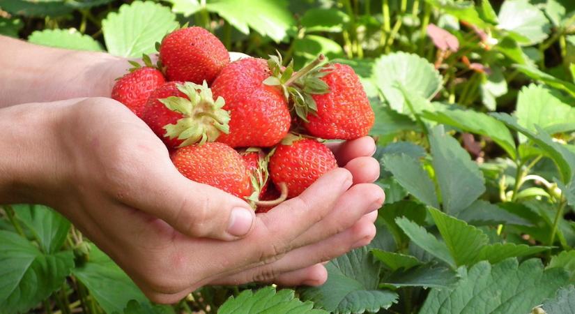 Miért hisszük el a gyors kertészeti trükköket?