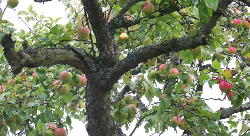 Öreg gyümölcsfák: mikor érdemes megmenteni, mikor elengedni?