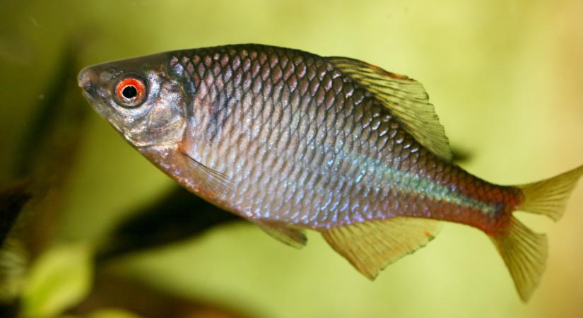 Ez döbbenetes: rengeteg ilyen halat találtak a Hévízi-csatornában