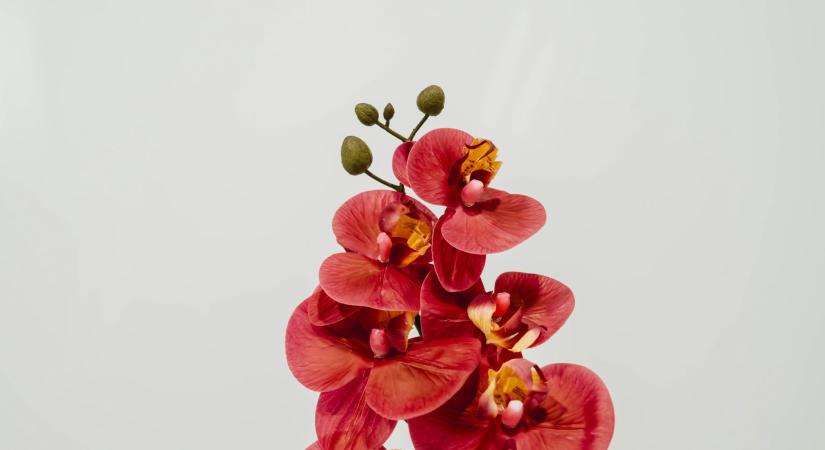 Nem virágzik az orchideád? Így hozd vissza az életbe