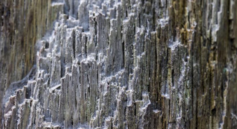 Rejtélyes, 400 millió éves létreformára bukkantak