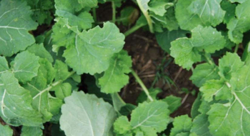 Fejtrágyázás hatékonyan - Javaslatok a hatóanyagok mennyiségére