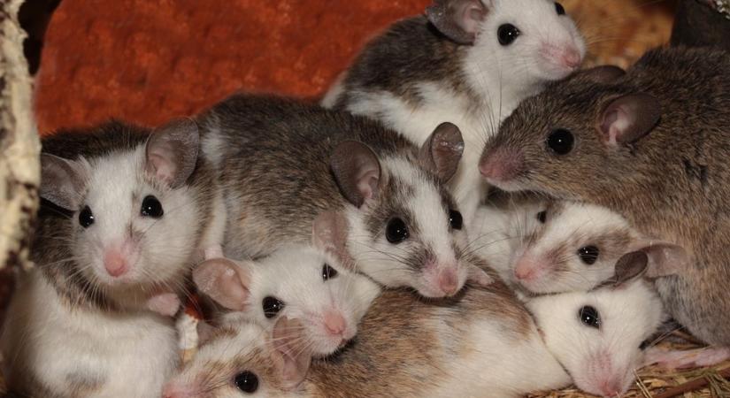 Több apa, nagyobb esély – miért párosodnak több hímmel a nőstény egerek, ha nehéz az élet