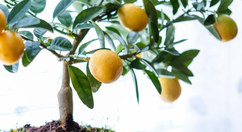 Így tudsz könnyen korlátlan mennyiségű citromot termeszteni a lakásodban