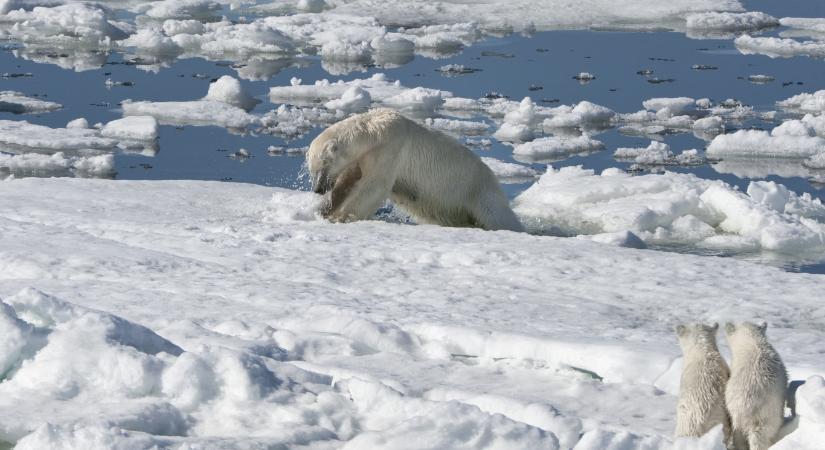 A rohamos melegedés ellenére híznak és nőnek a Spitzbergák jegesmedvéi
