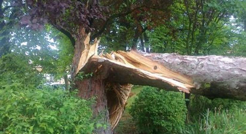 Autó elé dőlt egy fa Acsád közlében, a 8-as főúton is hasonló történt