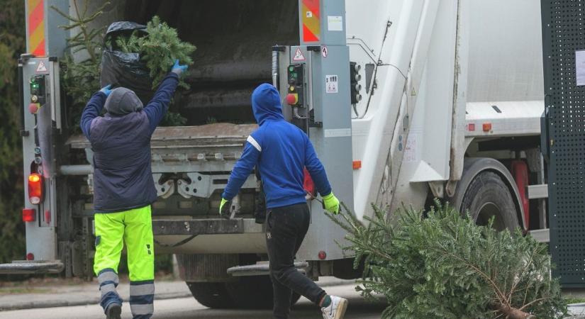 Figyelem Dunaújváros! Íme a fenyőfák elszállításának dátuma és a fontos tudnivalók
