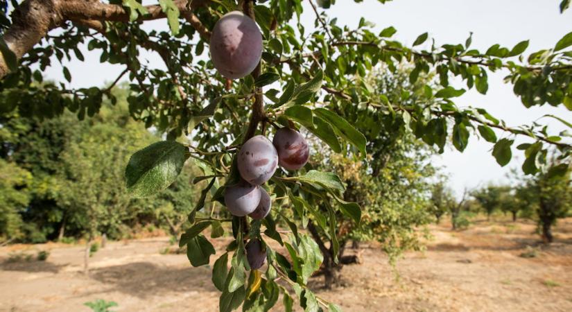 Szilva a kertben: mikor hálás, mikor bosszantó?
