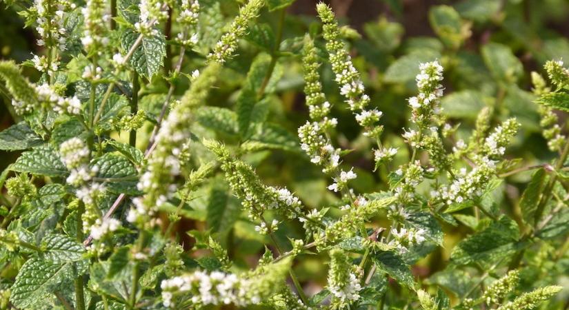 Tényleg kiirthatatlan a menta? Akkor miért pusztul ki ennyi kertben?