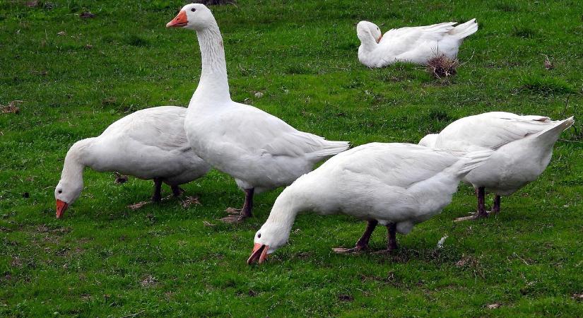 Húshiány alakulhat ki a madárinfluenza miatt Magyarországon