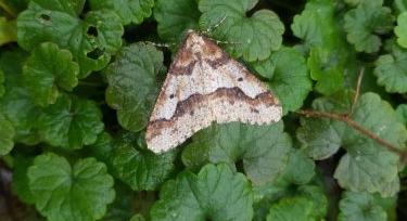 Tavaszi kártevők a barackosban: így védd az ültetvényt