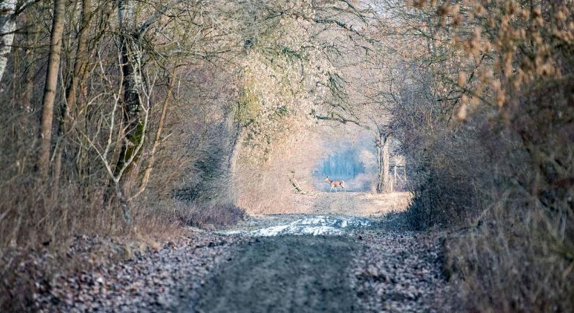 Februártól erdőlátogatási tilalmat rendeltek el a Gemencben