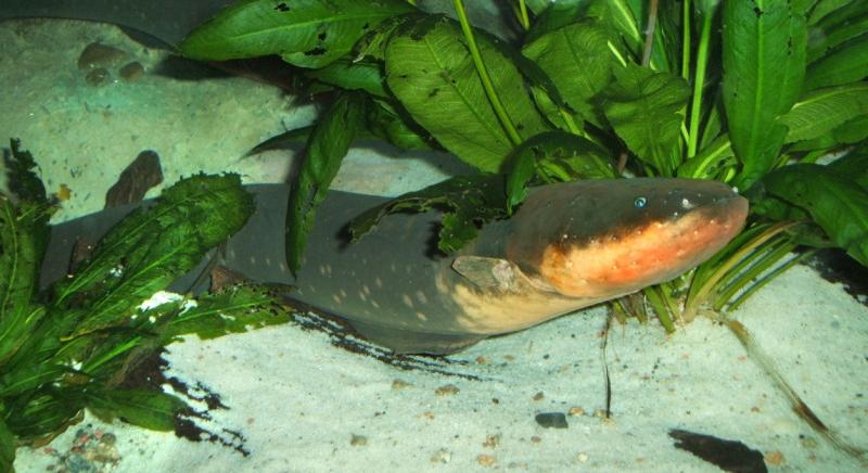 Végre valakinek eszébe jutott: angolna ihlette új hidrogél akkumulátor készült