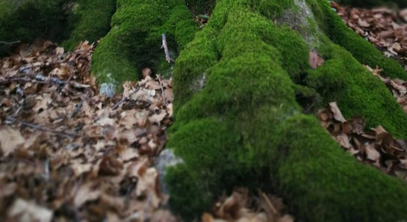 Senki nem figyel rá, pedig ez mentheti meg a fákat