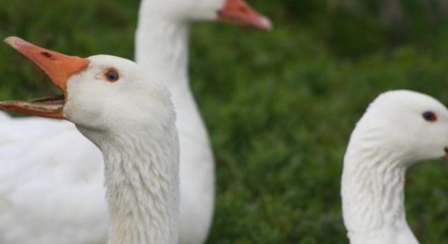 Ezúttal egy lúd telepen tűnt fel a madárinfluenza