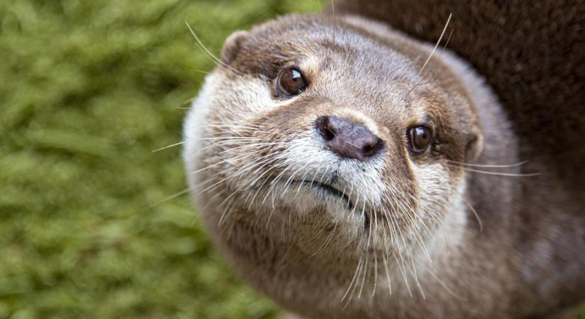 Váratlan vendég Siófokon: riadt kis vadállat kuporgott egy családi ház udvarán - mutatjuk, mi lett vele