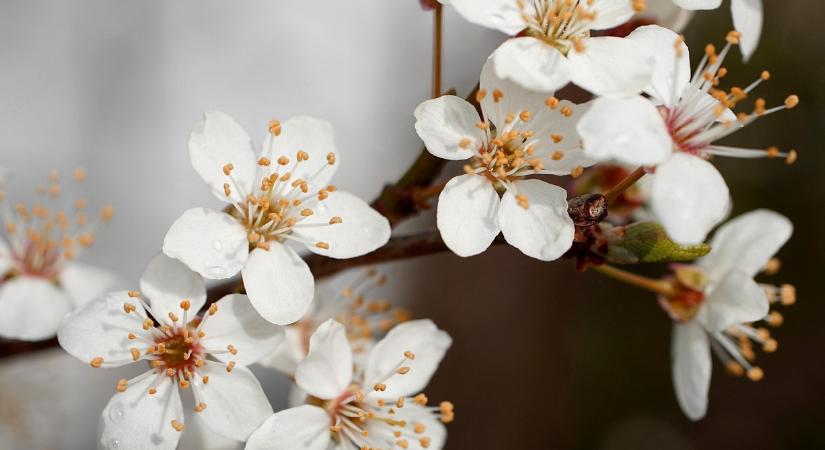 Kiderült, mikor érkezik a tavasz idén
