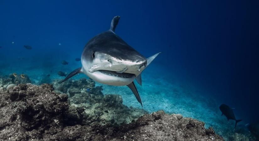 Megint cápatámadás áldozata lett egy fiatal fiú