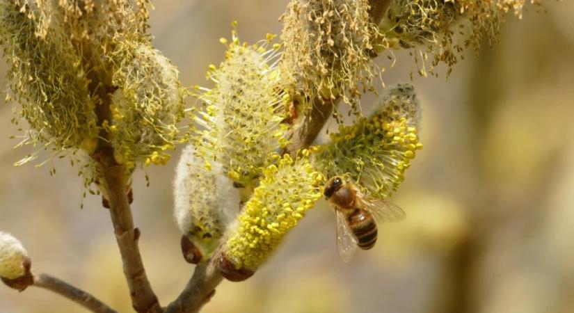 Két szavazat döntött az Év Fája címről