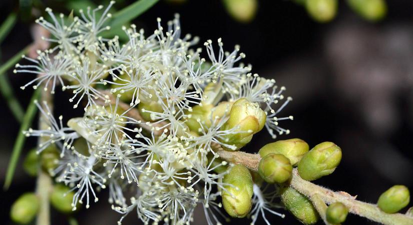 Erősebb, mint gondolná – ezért nem játék a teafaolaj használata