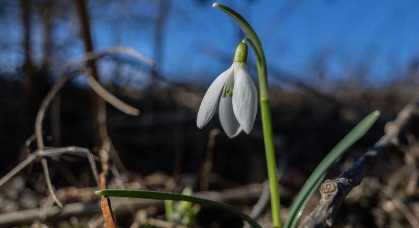 Épp egy éve már hóvirágok nyíltak a Bakonyban a 10 fokos tavaszias télben ( képgaléria)