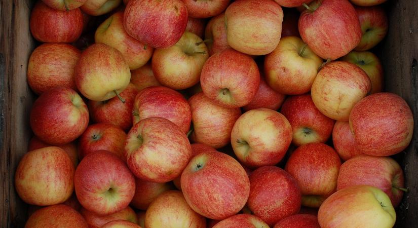A magyar almákban veszélyes anyagokat találtak, csak így fogyaszthatóak el