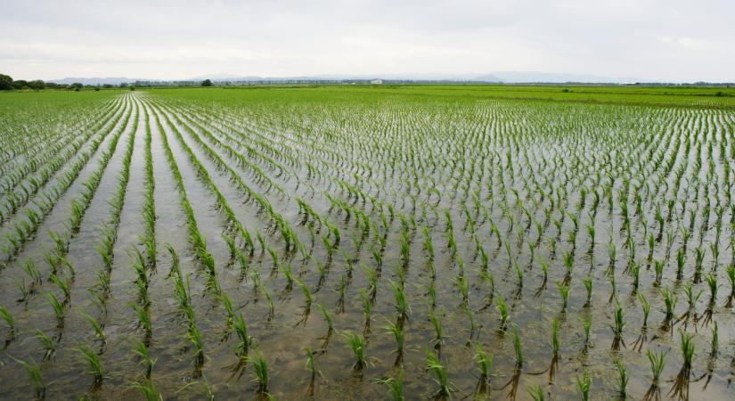 Új szabályozás jön itthon: ez sok termelőt érinthet, jó lesz rá odafigyelni