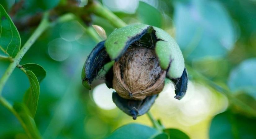 Itt a dióburok-fúrólégy természetes ellensége: végre olcsóbb lehet a dió?