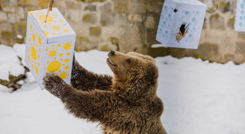 Ismét jósolnak a Marosvásárhelyi Állatkert medvéi