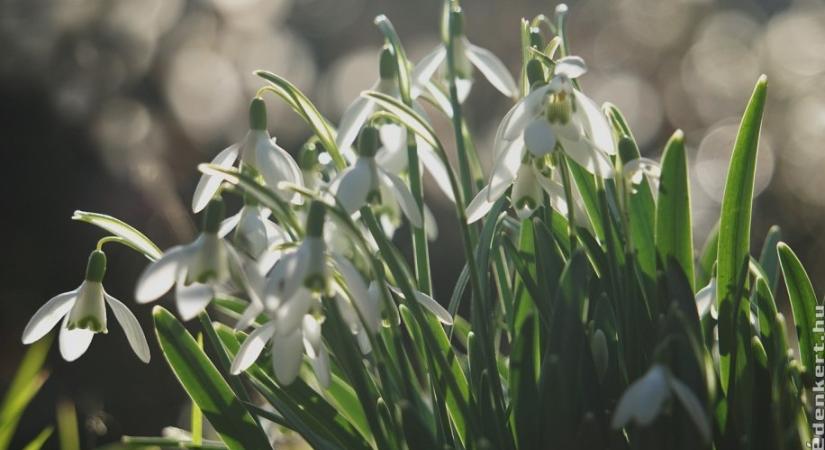 Mire kell figyelni a hóvirág ültetésénél?