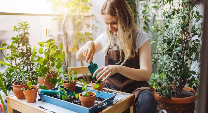 Cserépben is nevelhetsz rebarbarát: így ültesd el lépésről lépésre