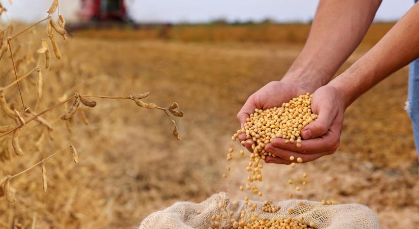 Meglepő hírek jöttek a szójapiacról: mégis, mit csinál Kína?