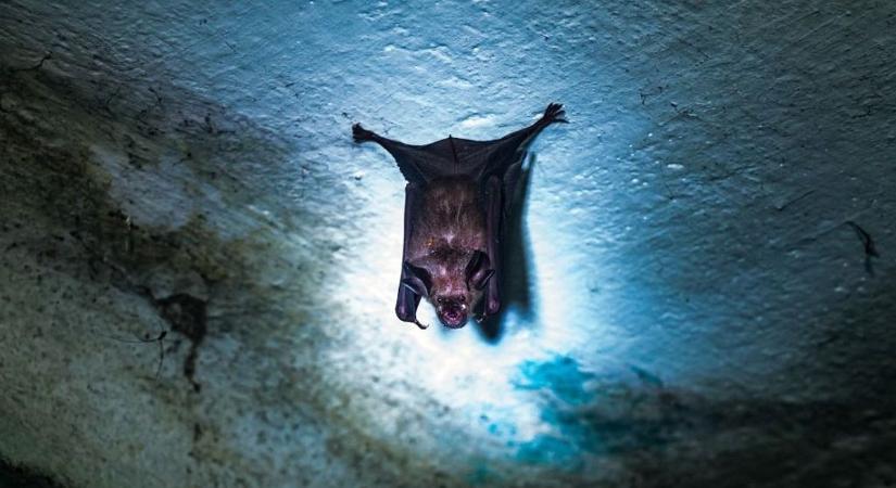 Újabb végzetes vírus kelt riadalmat világszerte – megszólalt a magyar hatóság