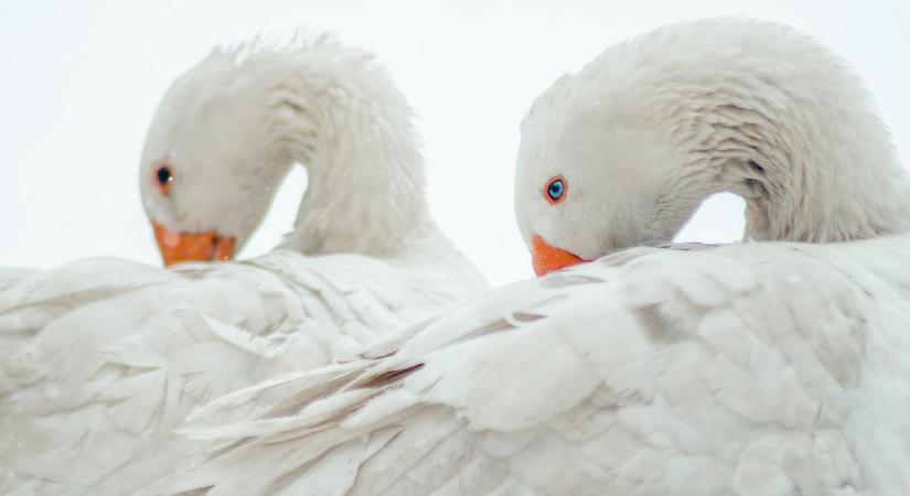 Jász-Nagykun-Szolnok vármegyében egy lúdtelepen tűnt fel a madárinfluenza