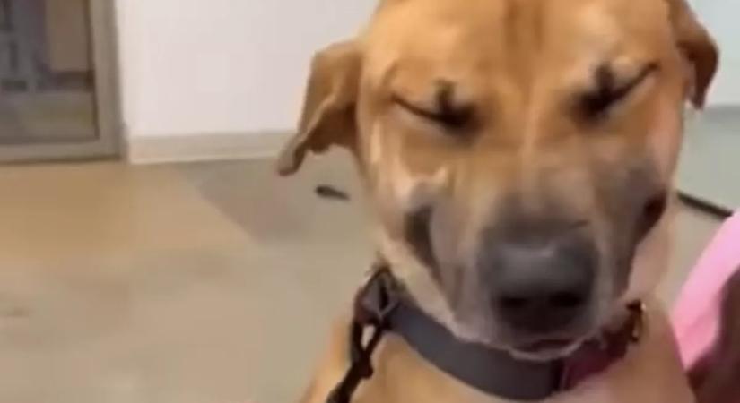 Végre örökbe fogadják a kutyát és képtelen abbahagyni a nevetést