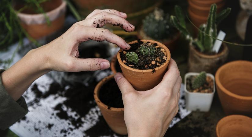Ne használja a virágföldet, ha egész télen így tárolta