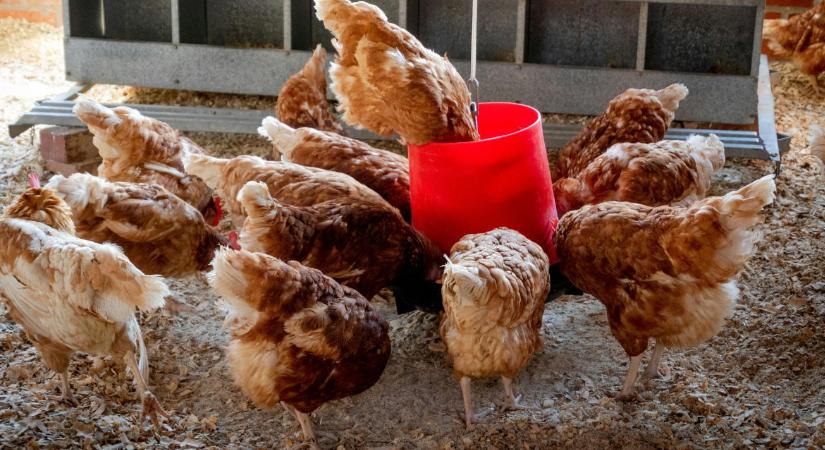 Olcsó hús lepheti el a piacot – de milyen áron?