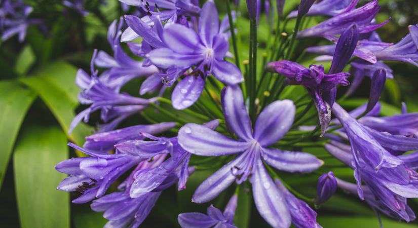 Veszélyes növények