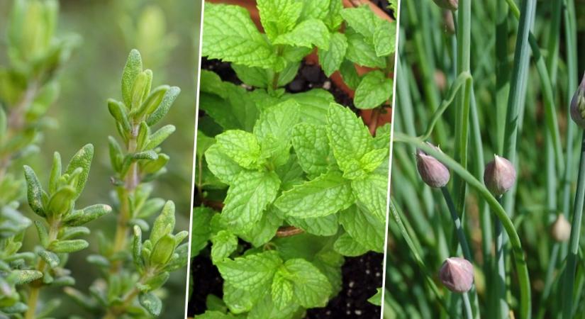 Nem a konyhaablak mumusai: 3 fűszernövény, ami tényleg kezdőbarát