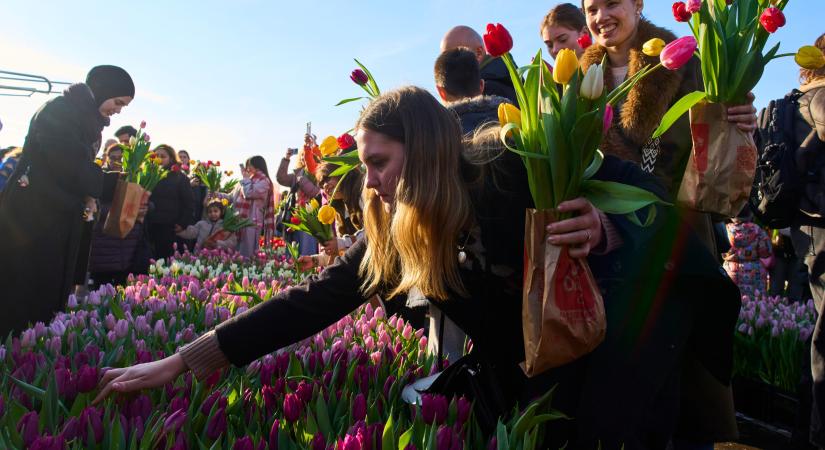 Hogyan szerezte a tulipán a csíkjait?