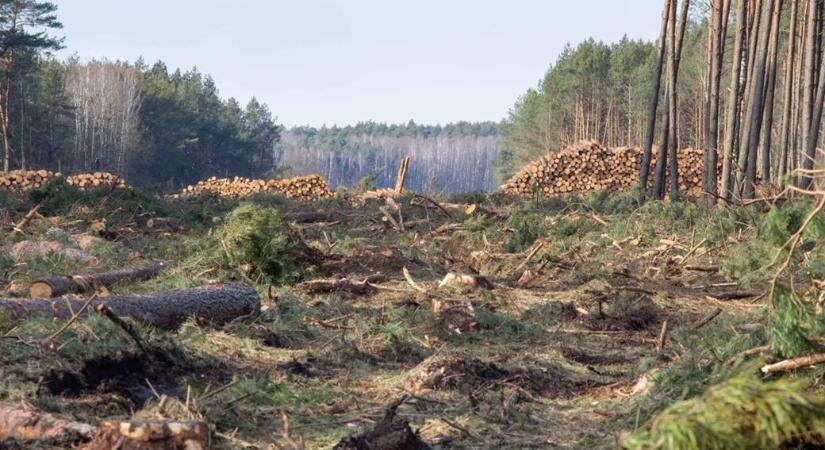 Így lehet gyorsítani az erdők újraképződését