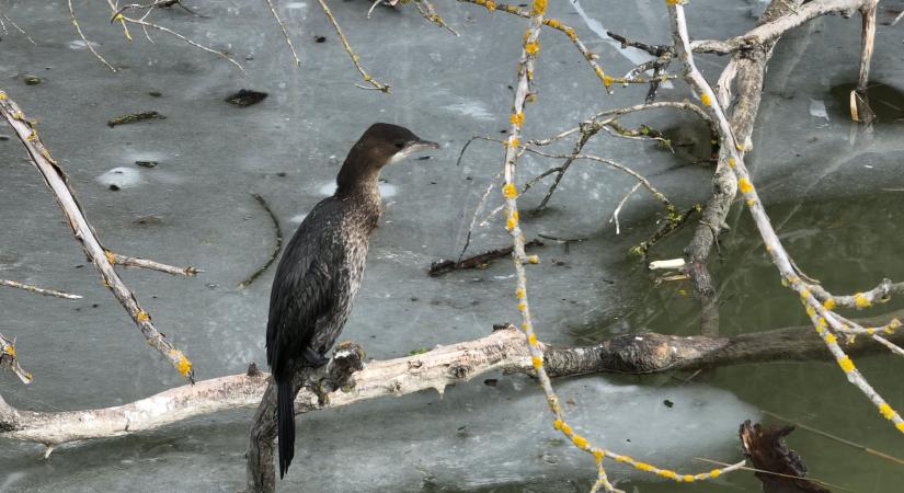 A kárókatonákat lelövik, ugye?
