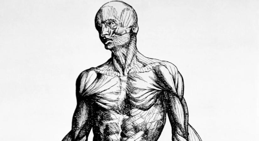 Amit rosszul tudsz az emberi testről: megdöbbentő tények és tévhitek