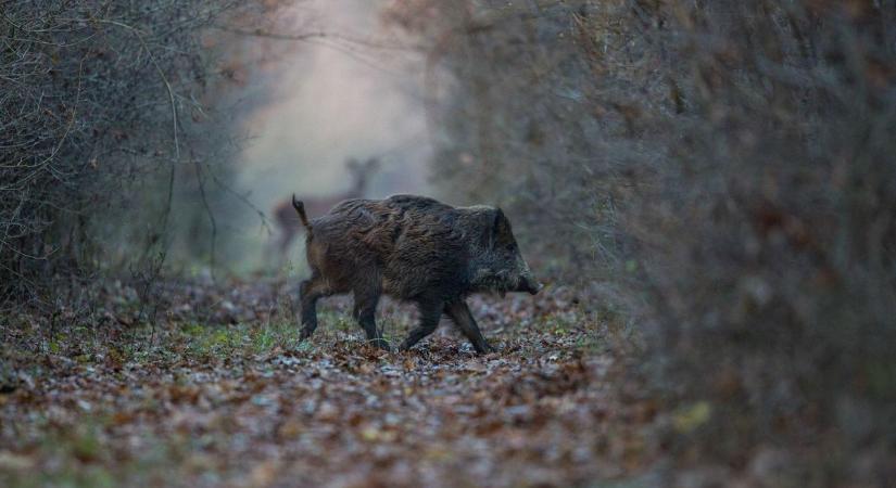 Kirándulók figyelem - Erdőlátogatási korlátozás lesz a hétvégén a soproni erdőben