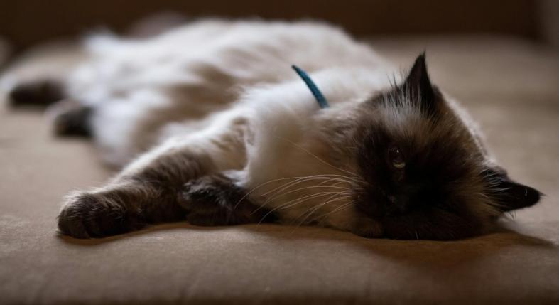 Túlzottan hullik a macskád szőre? Ekkortól számít kórosnak